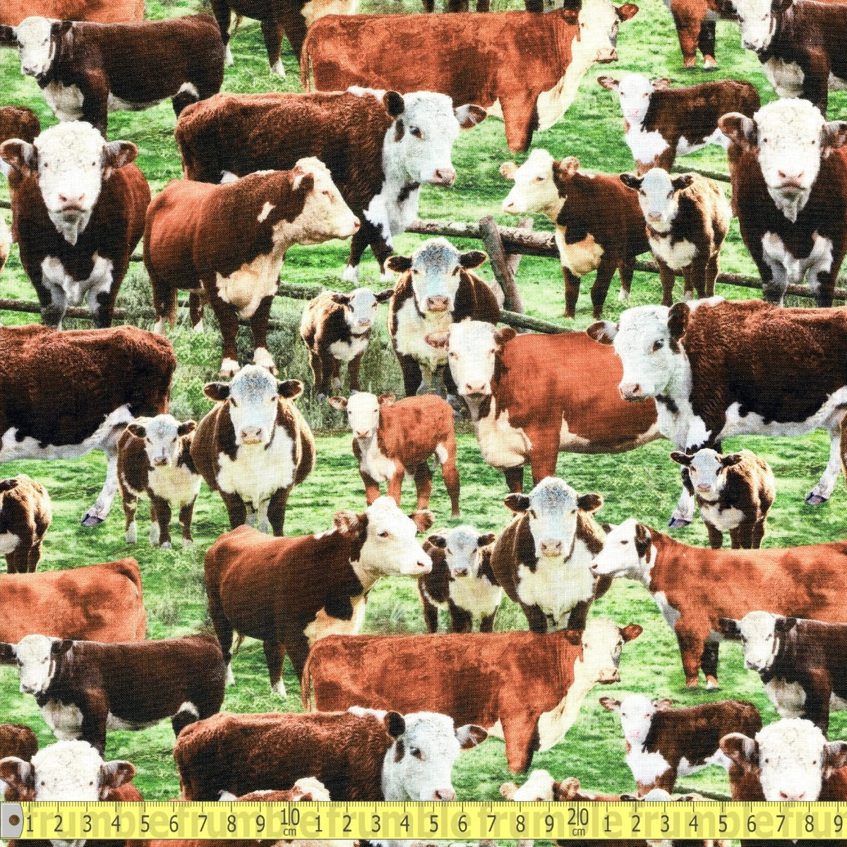 Hereford Cows In The Field (Multi) Fabric by Timeless Treasures