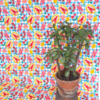 Seafood Picnic Cotton Fabric - Blue Gingham - 145cm Wide